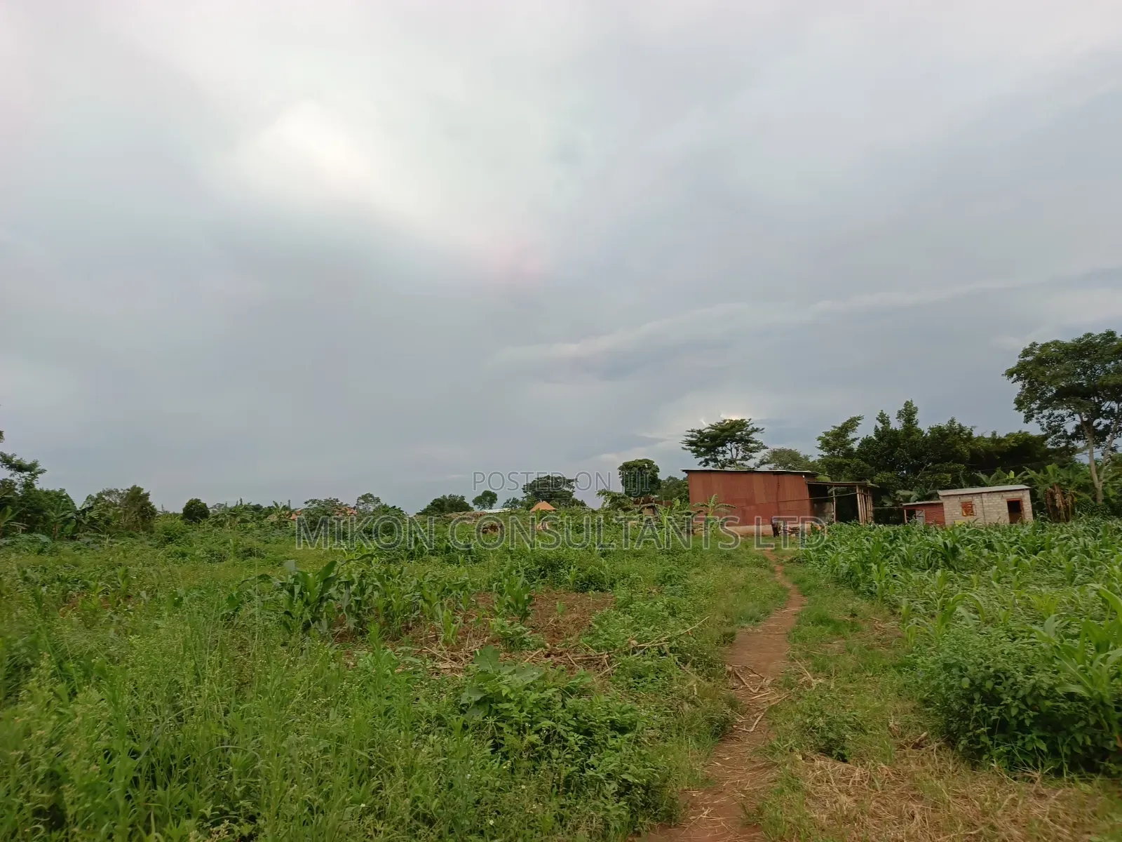 50 Y 100 FTS Plot in Matuga Gombe in Central Division