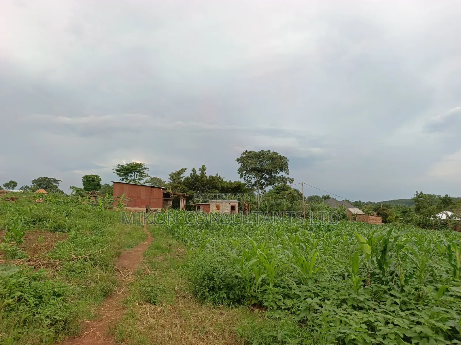 50 Y 100 FTS Plot in Matuga Gombe in Central Division