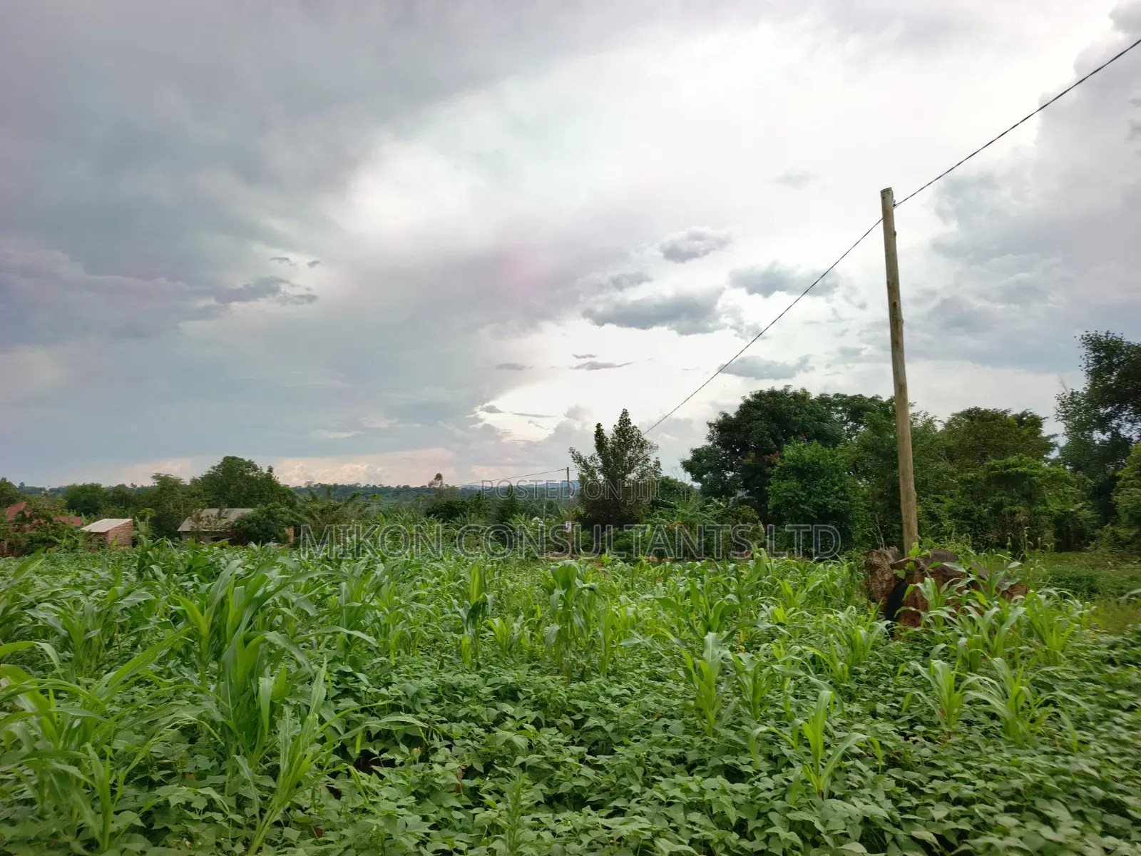 50 Y 100 FTS Plot in Matuga Gombe in Central Division