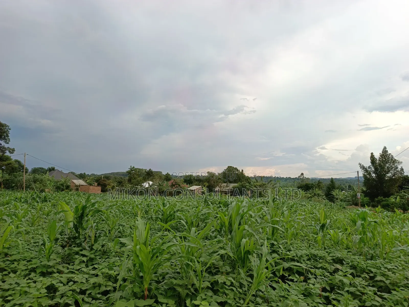 50 Y 100 FTS Plot in Matuga Gombe in Central Division