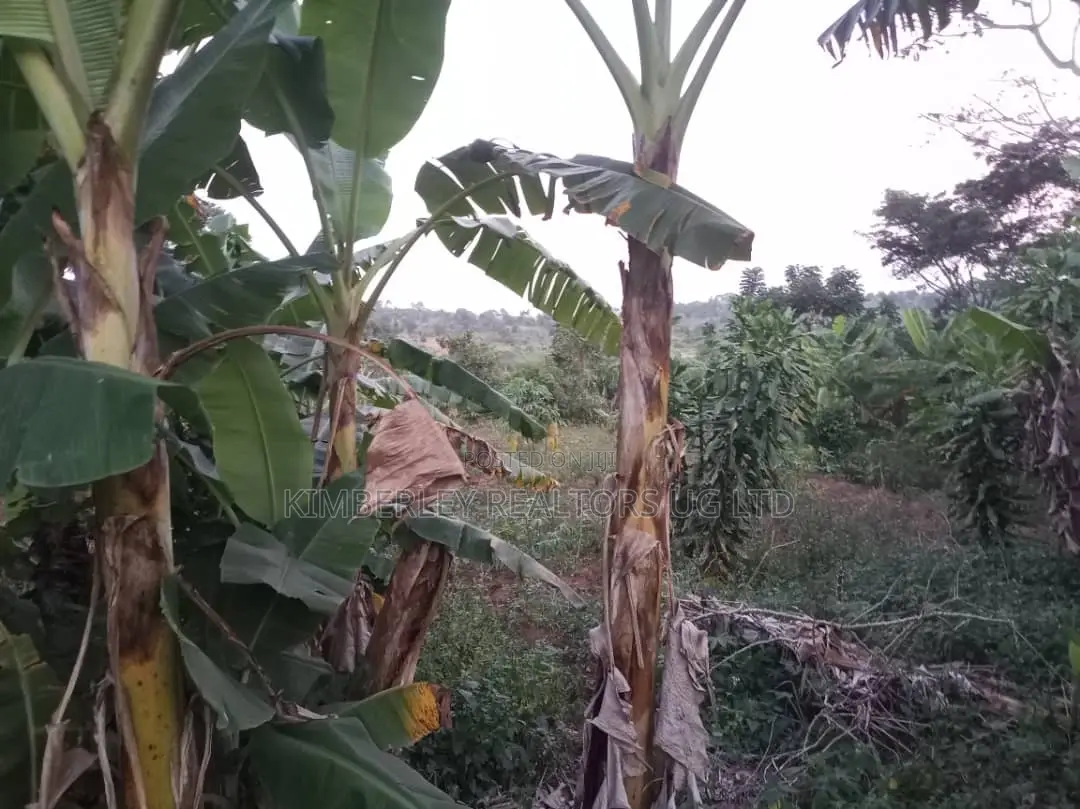 Land for Sale – Mawala, Semuto Road in Division A