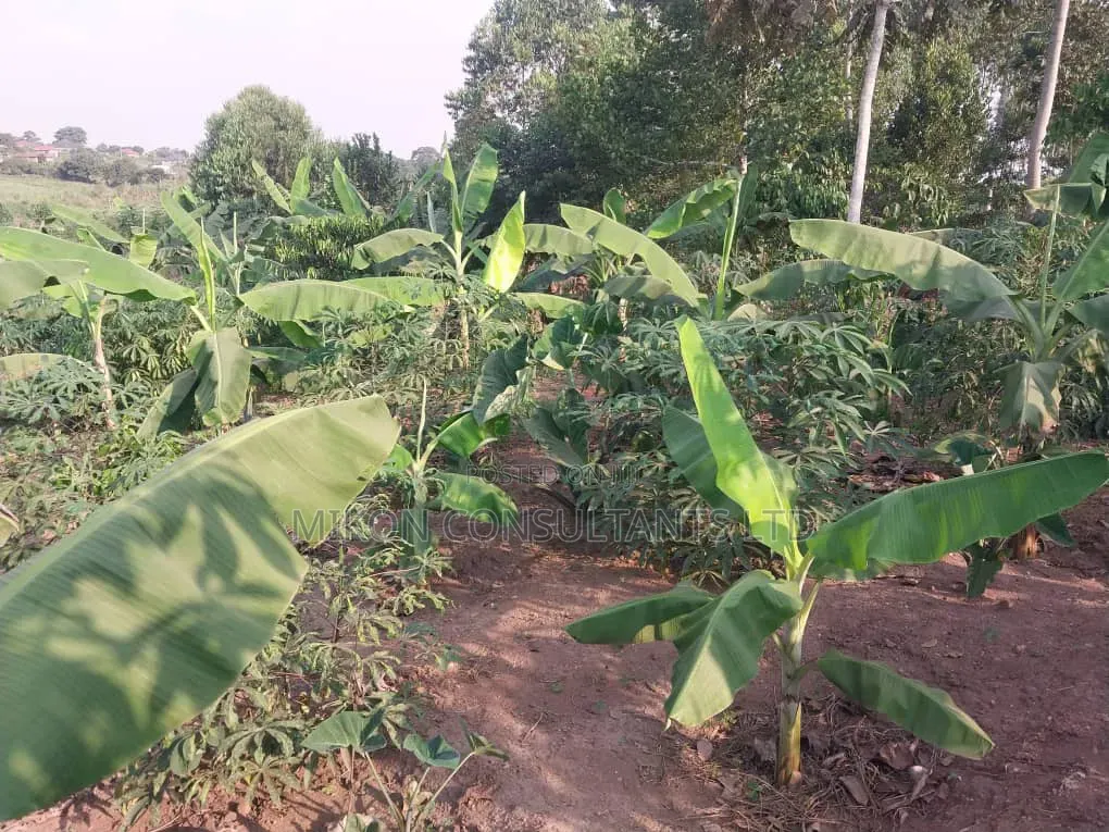 50 by 100 FTS Plot in Matuga Kavule With a Title. in Central Division