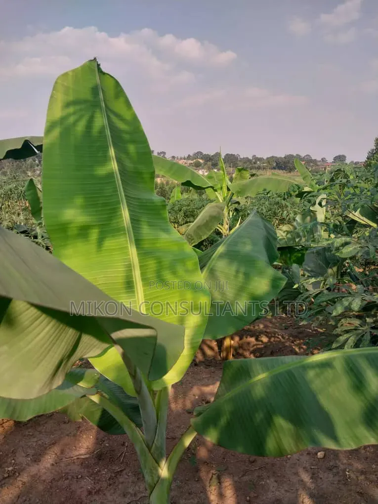 50 by 100 FTS Plot in Matuga Kavule With a Title. in Central Division