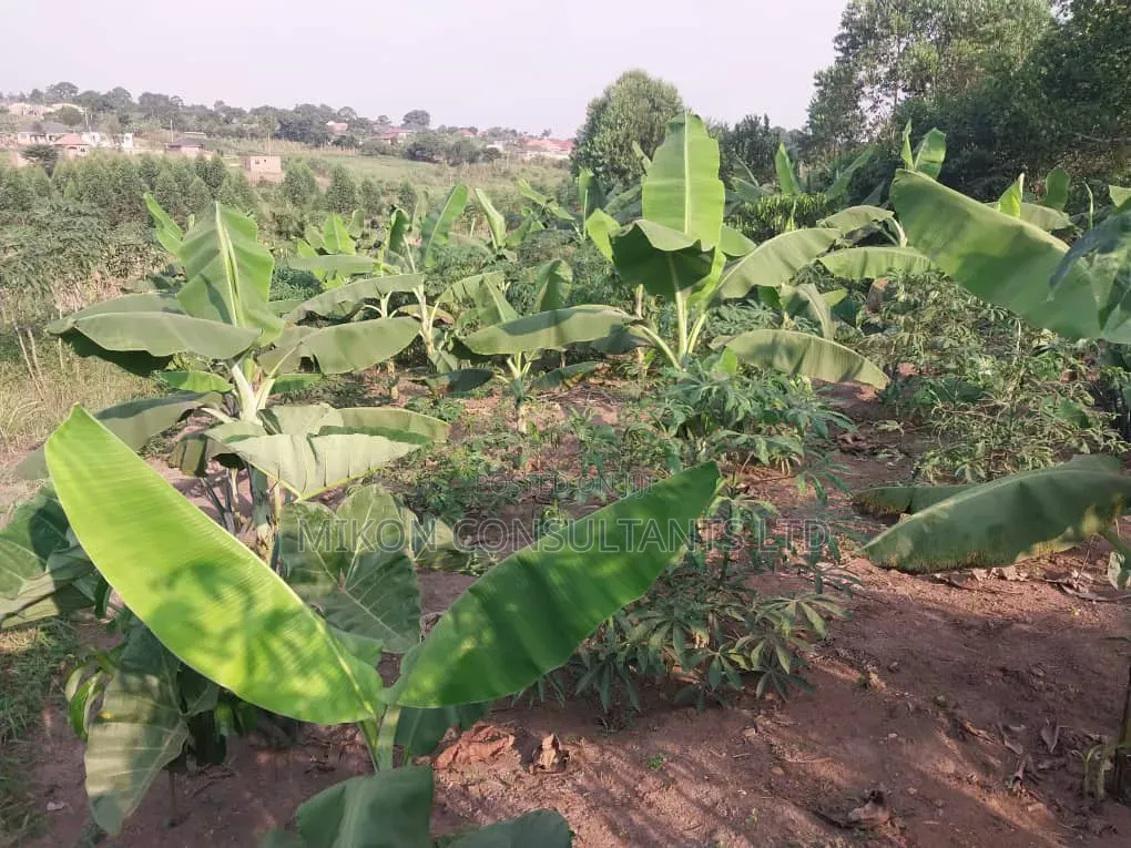50 by 100 FTS Plot in Matuga Kavule With a Title. in Central Division