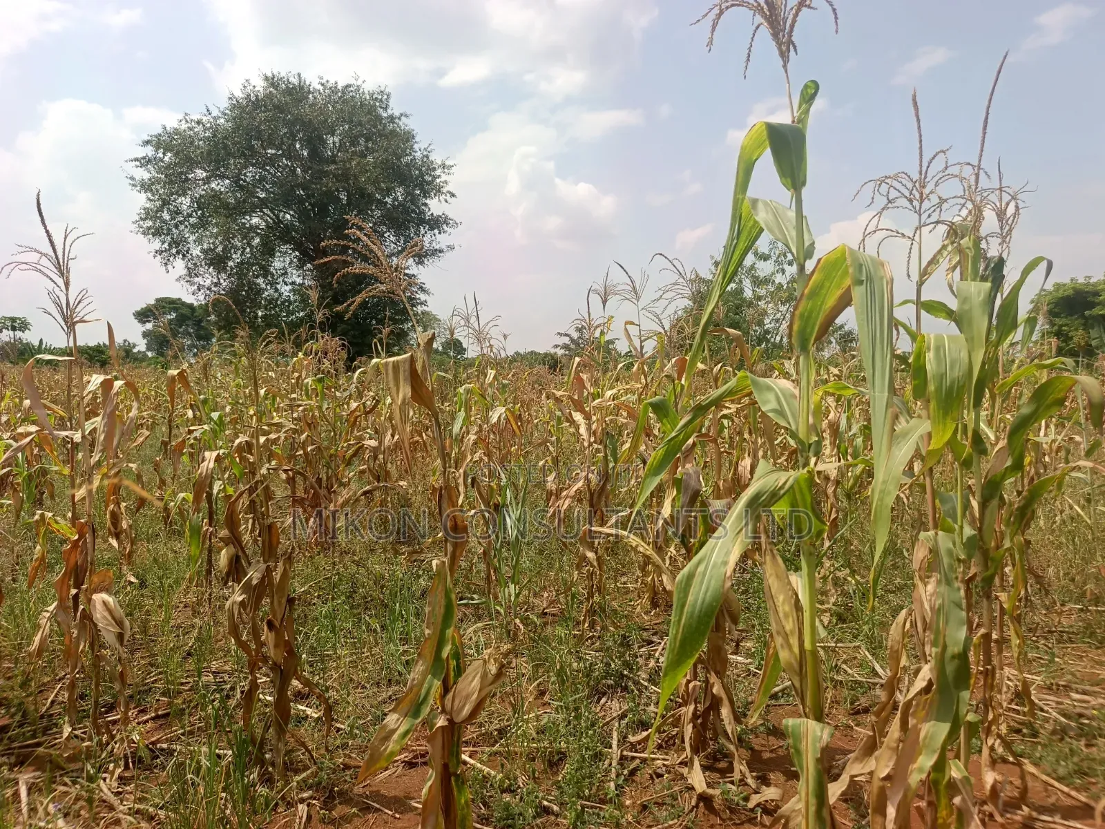 15 Acres in Kamira, Luwero District With a Title at Only 10m Per. in Central Division
