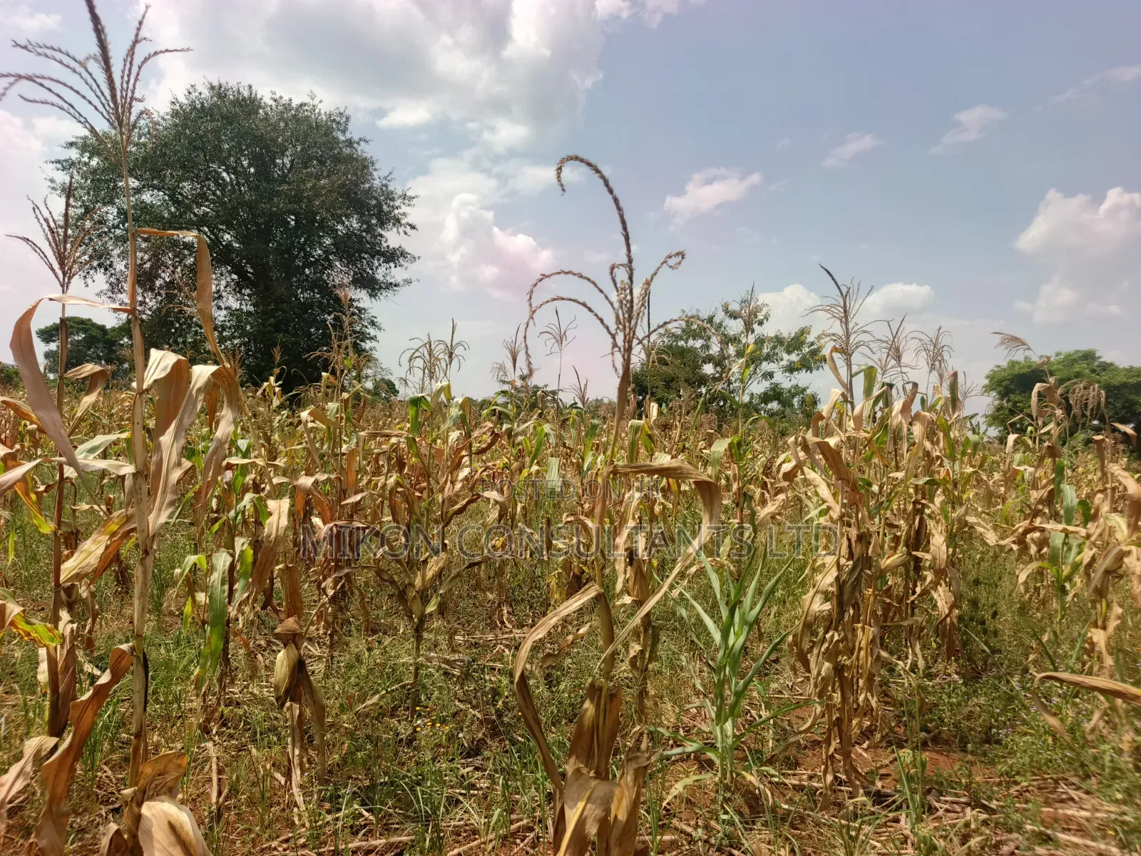 15 Acres in Kamira, Luwero District With a Title at Only 10m Per. in Central Division