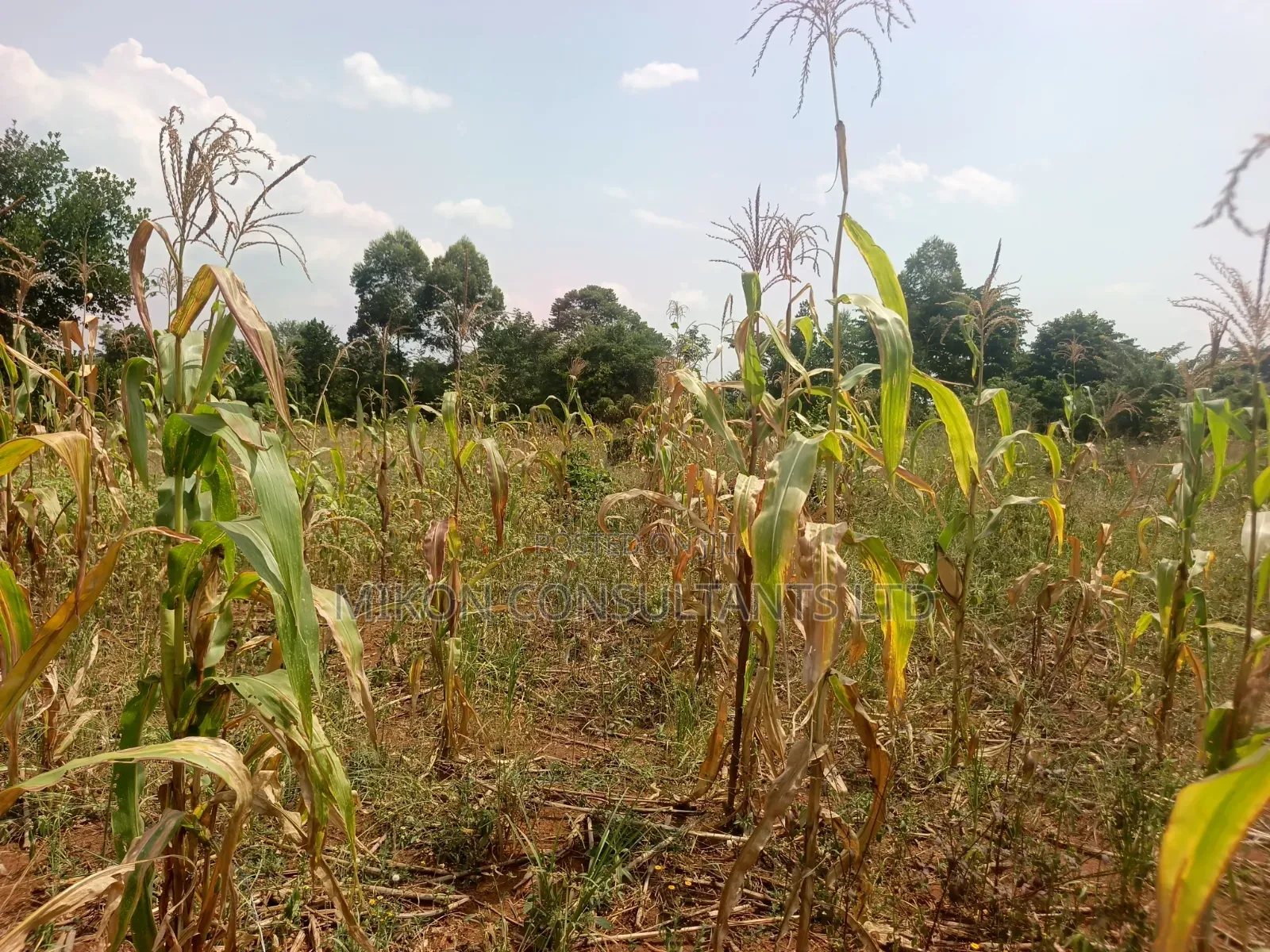 15 Acres in Kamira, Luwero District With a Title at Only 10m Per. in Central Division