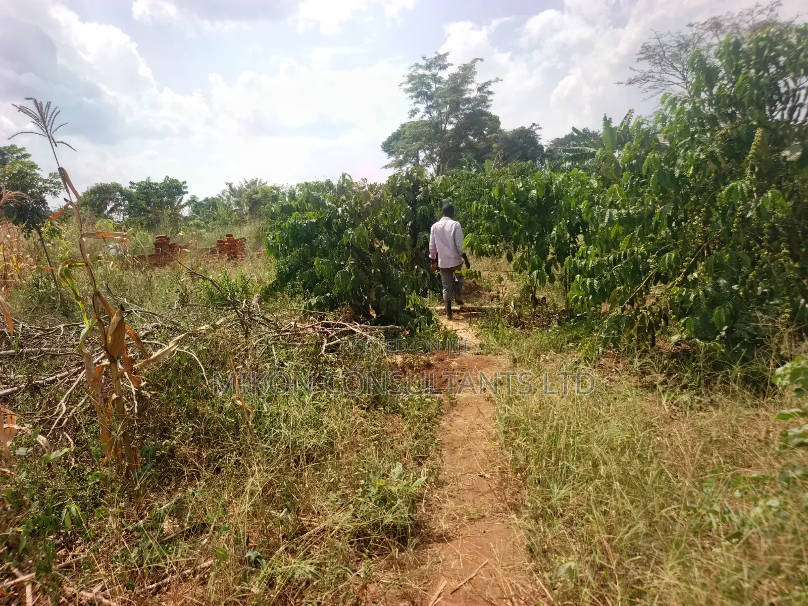 15 Acres in Kamira, Luwero District With a Title at Only 10m Per. in Central Division