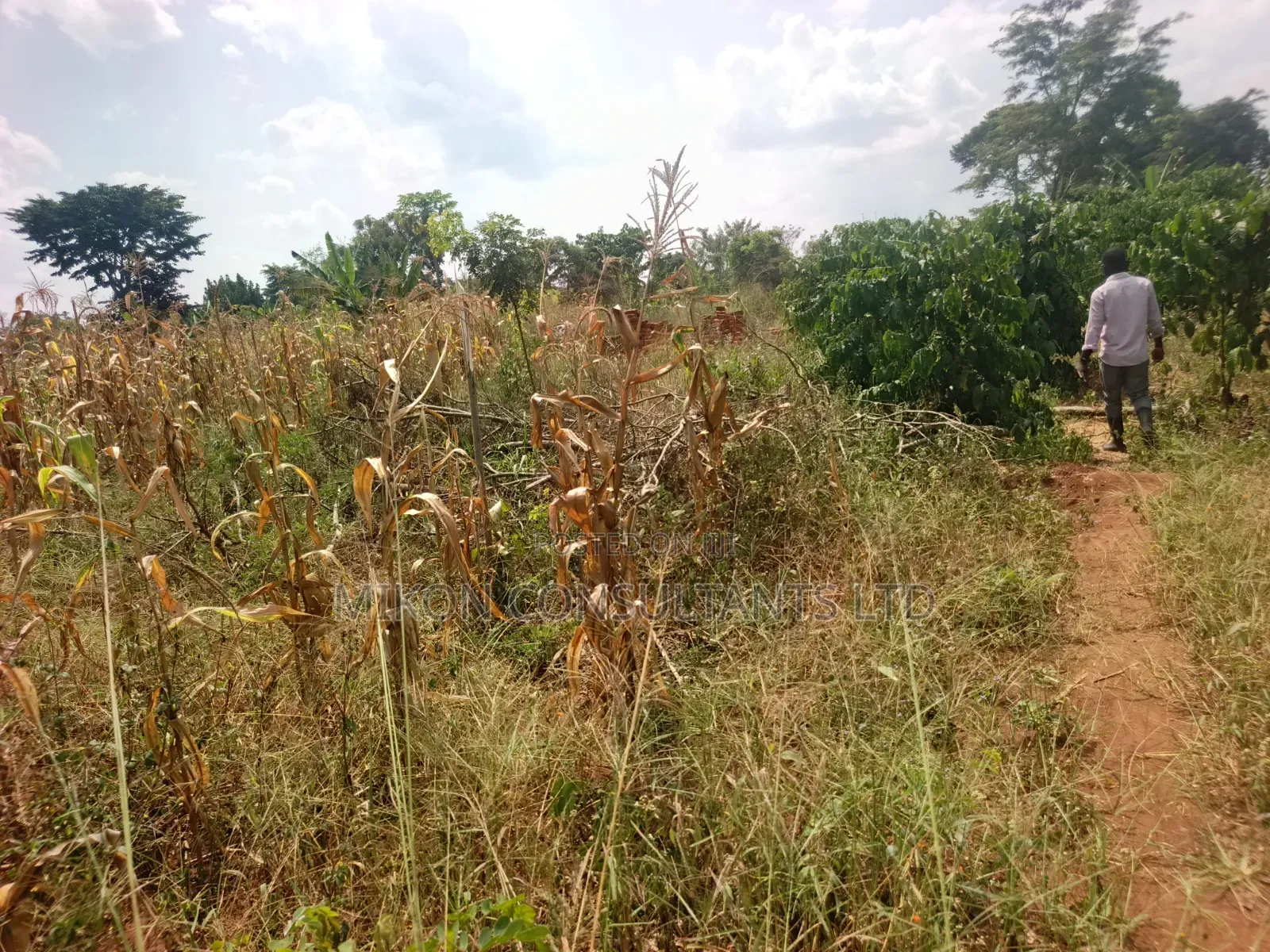 15 Acres in Kamira, Luwero District With a Title at Only 10m Per. in Central Division