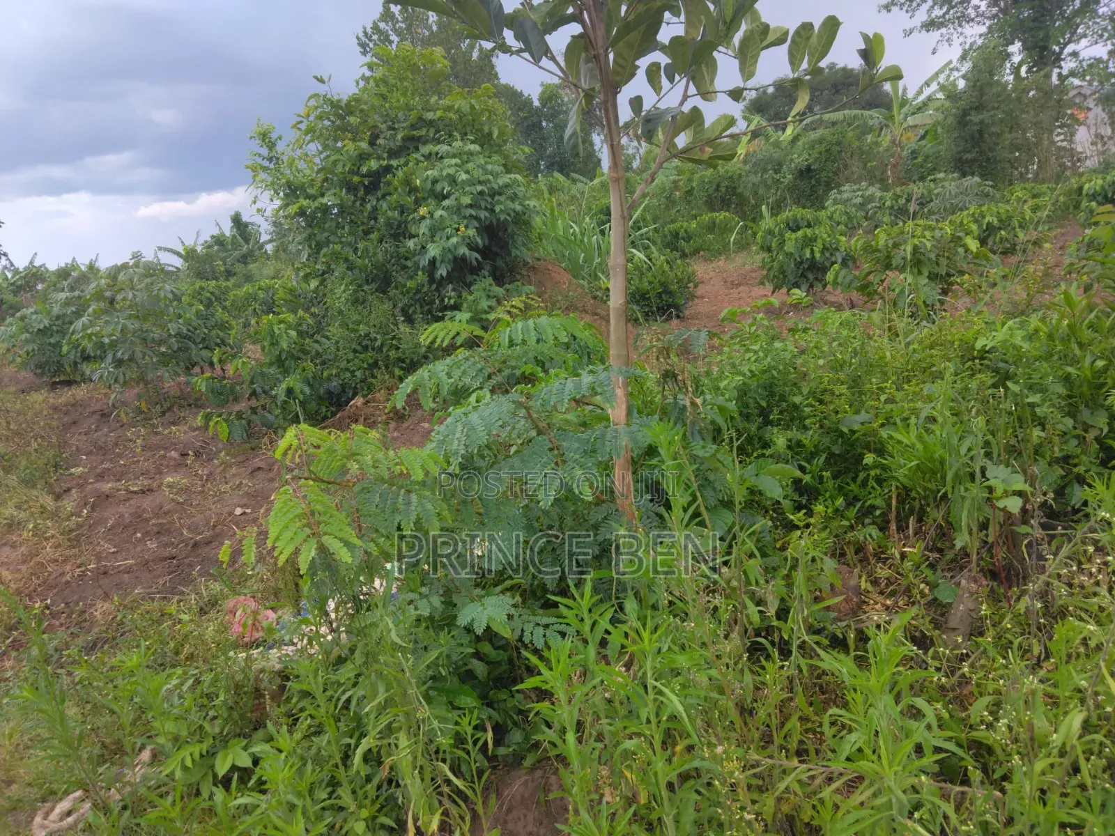 Plots 50ft by 100ft for Sell in Masulita