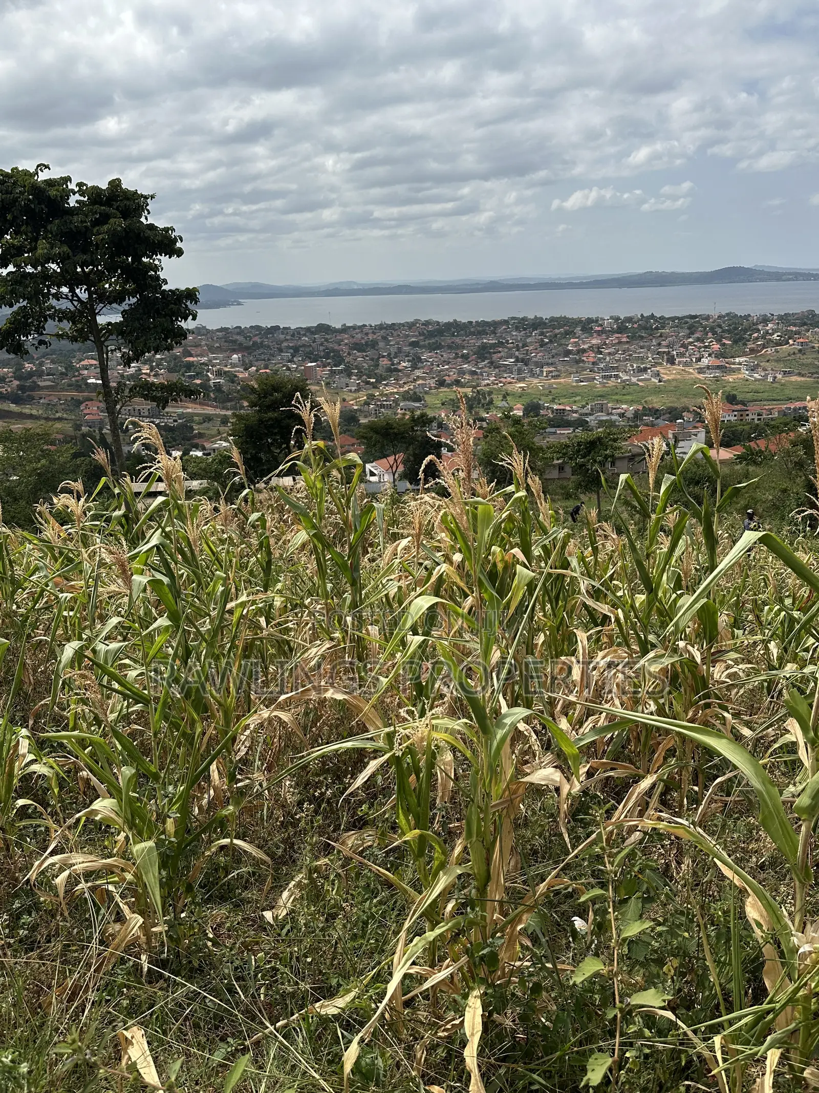 3 Acres for Sale in Kigo at $450,000 in Ssisa