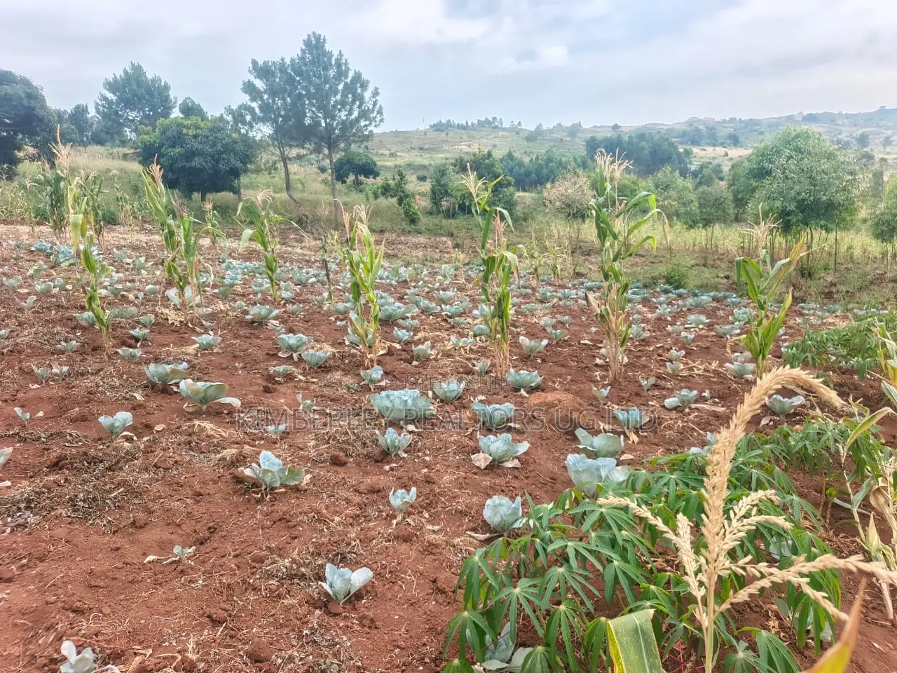 Land for Sale – Mukono Mbalala in Mukono TC