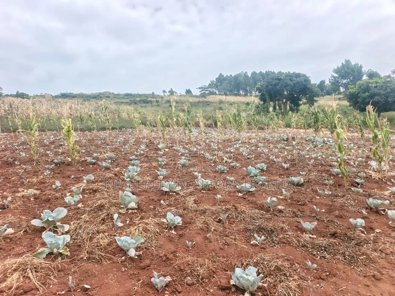 Land for Sale – Mukono Mbalala in Mukono TC