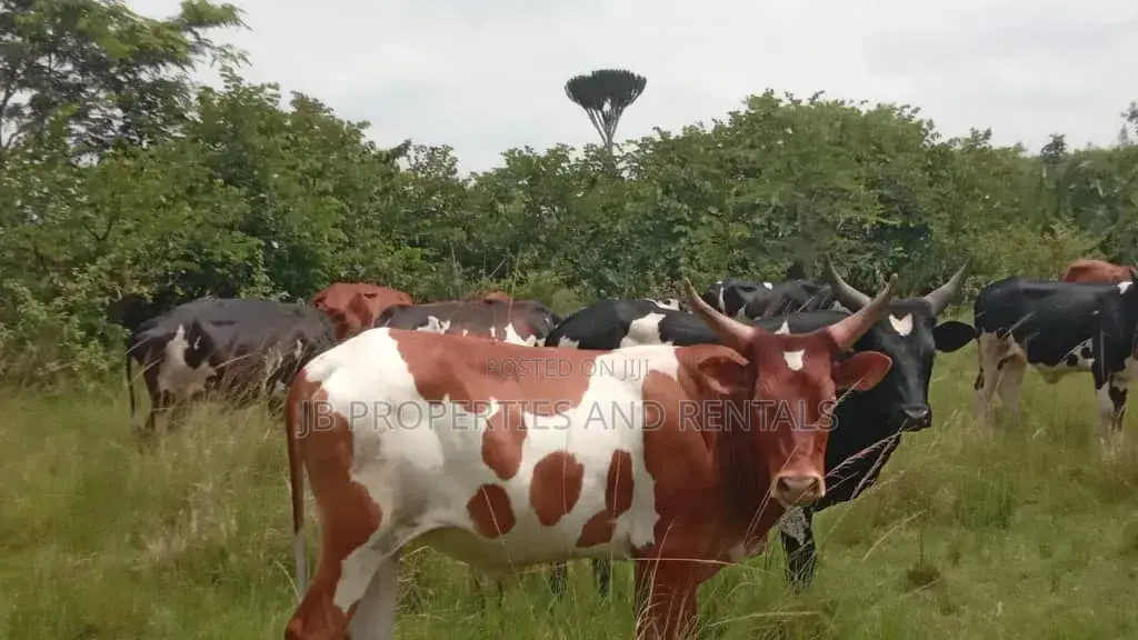 Farm on Sale Contained With 100 Cows, 60 Goats and 20 Sheep in Luwero / Luwero