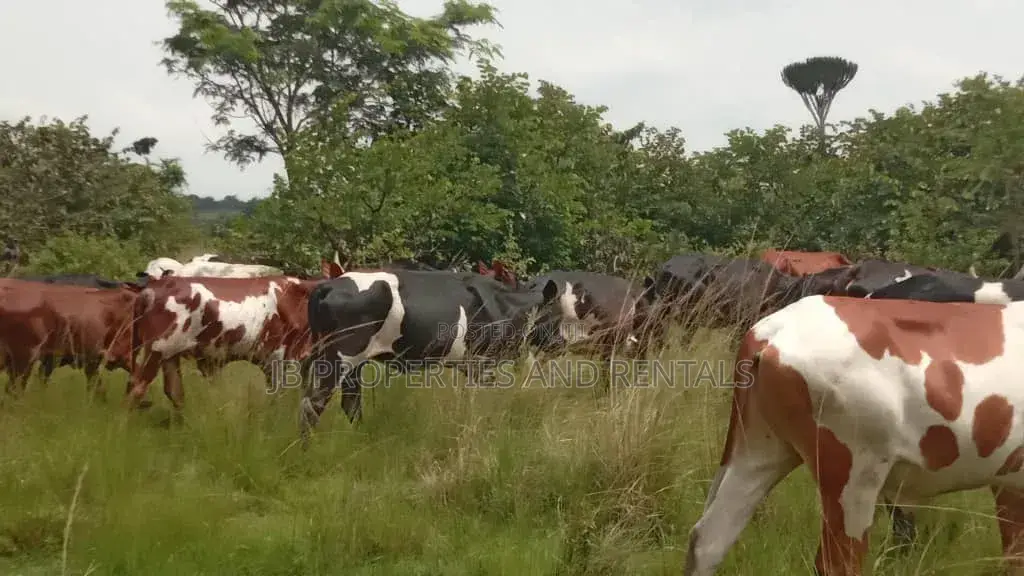 Farm on Sale Contained With 100 Cows, 60 Goats and 20 Sheep in Luwero / Luwero