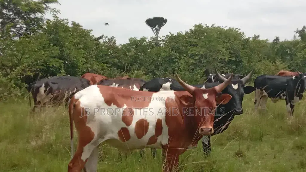 Farm on Sale Contained With 100 Cows, 60 Goats and 20 Sheep in Luwero / Luwero