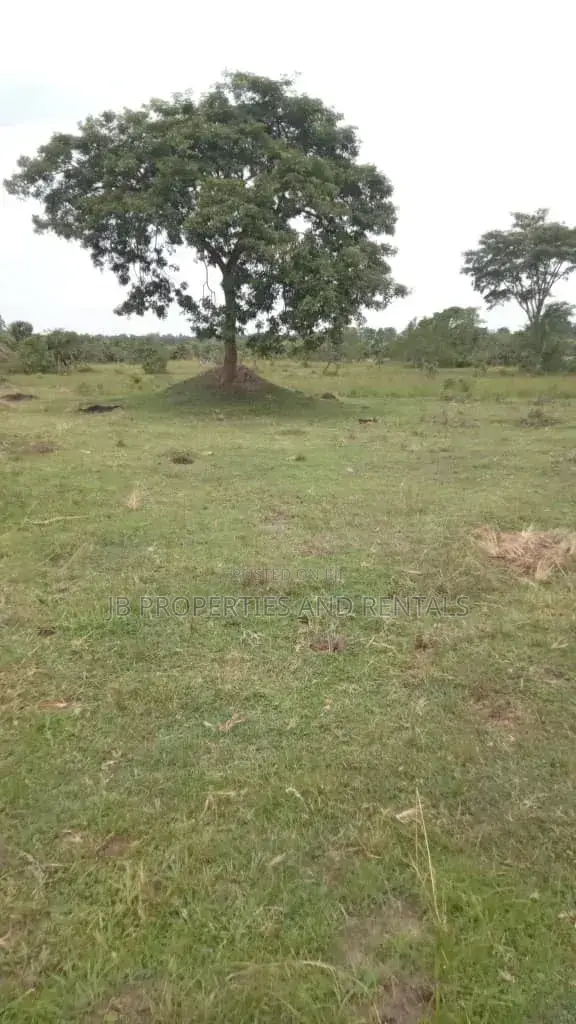 Farm on Sale Contained With 100 Cows, 60 Goats and 20 Sheep in Luwero / Luwero