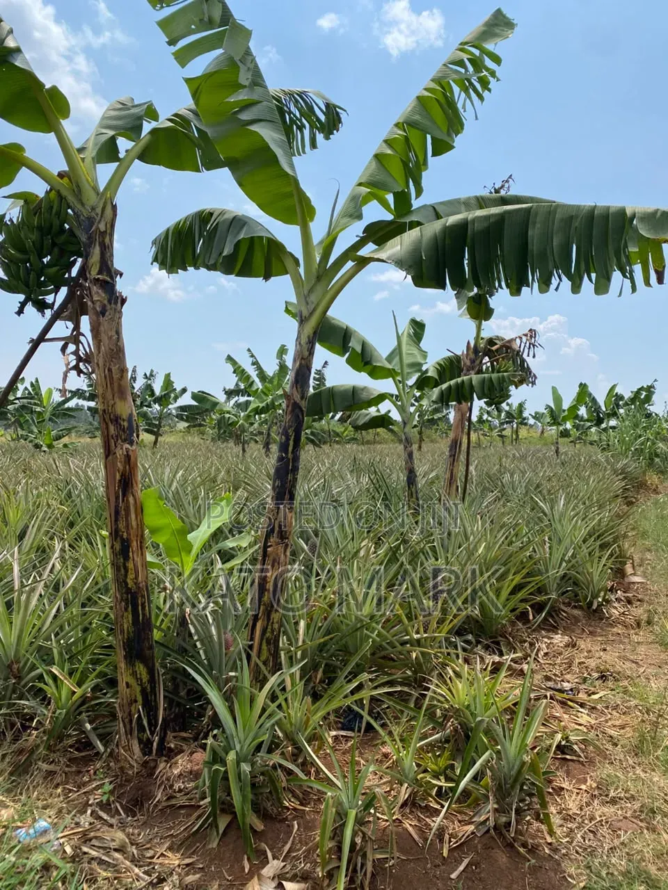 7 Acres for Sale at Kayunga Kitwe in Mukono TC