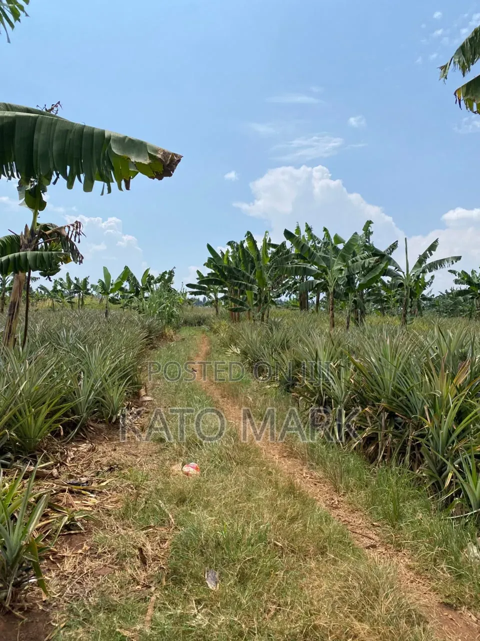 7 Acres for Sale at Kayunga Kitwe in Mukono TC