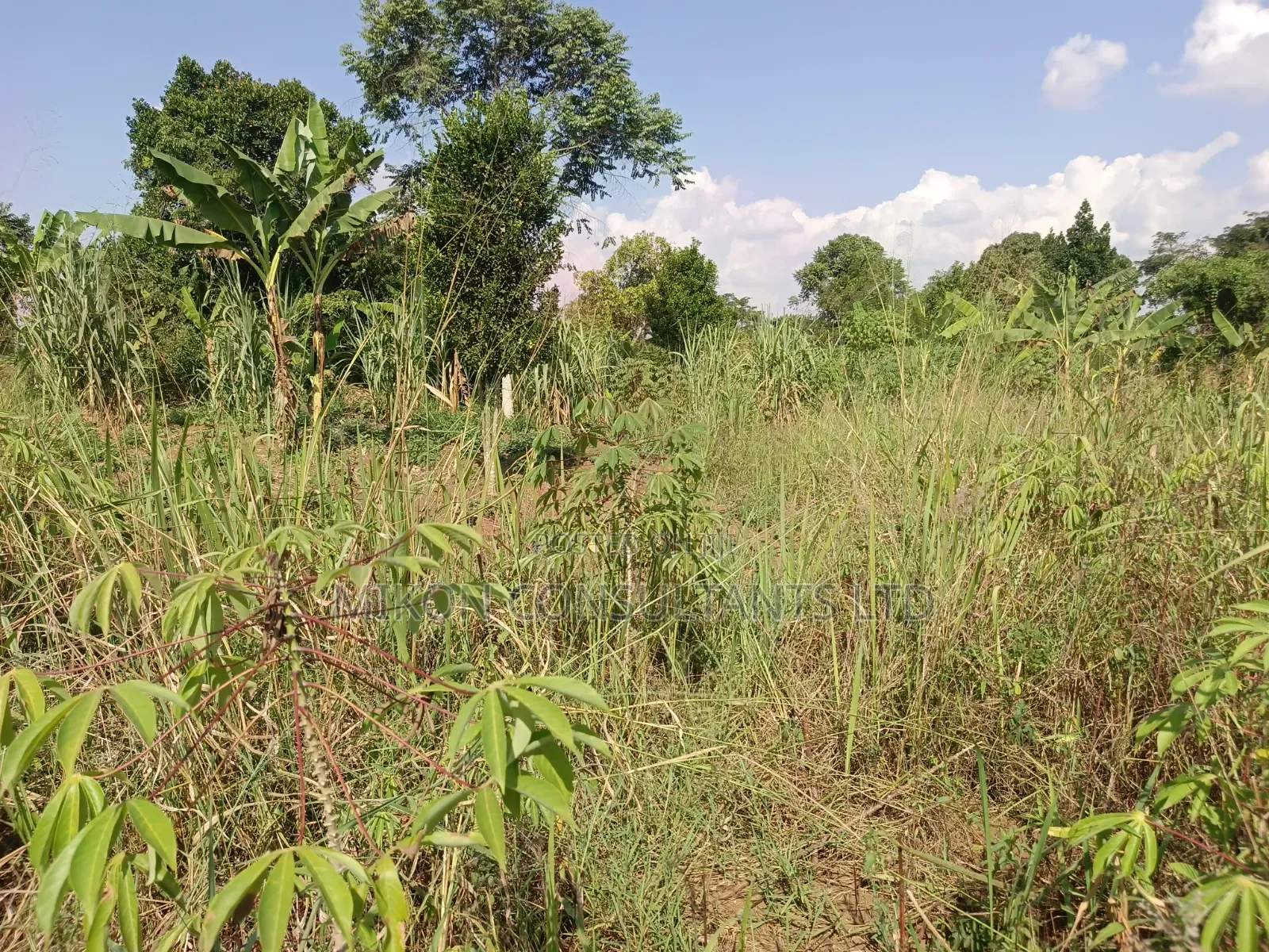 3.5 Acres in Kikyusa at Only 13m Per Acre in Central Division
