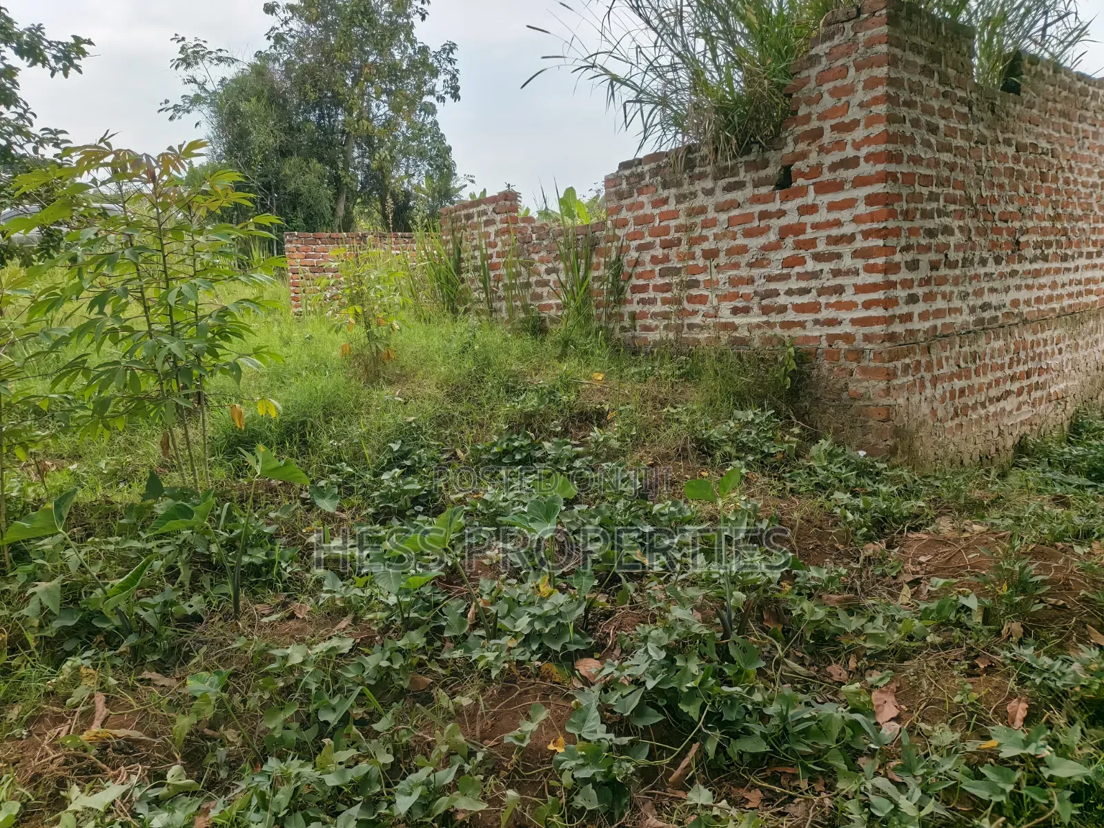 O.5acres of Land on Sale Located in Kasamba- Bugaaki Kyenjojo District in Kyenjojo
