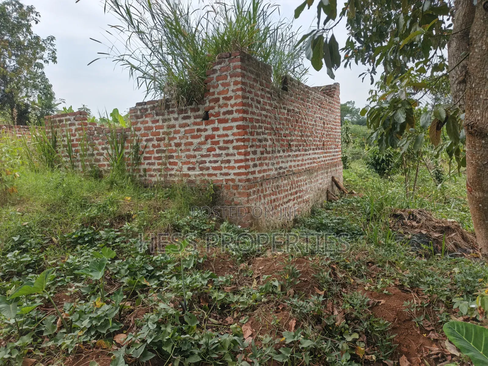 O.5acres of Land on Sale Located in Kasamba- Bugaaki Kyenjojo District in Kyenjojo