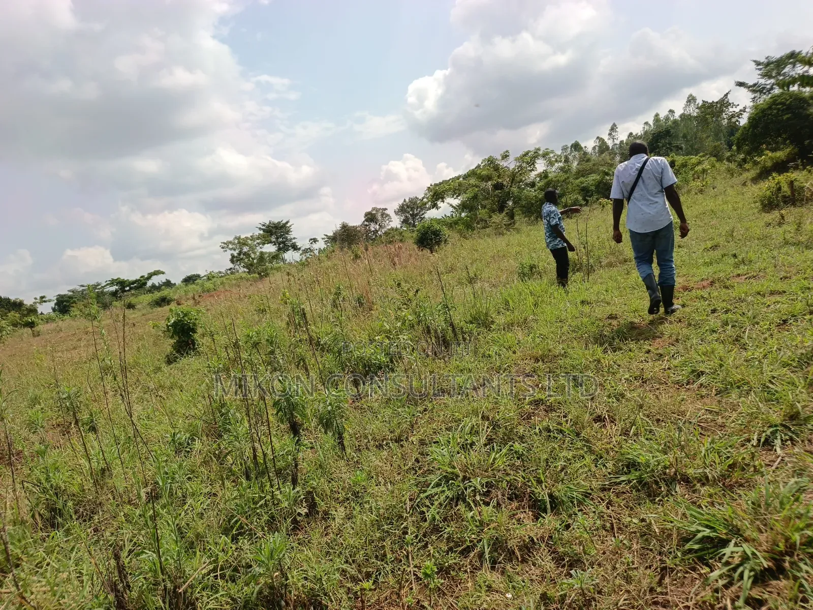14 Acres in Kikyusa Luwero District at Only 10m Per Acre. in Central Division