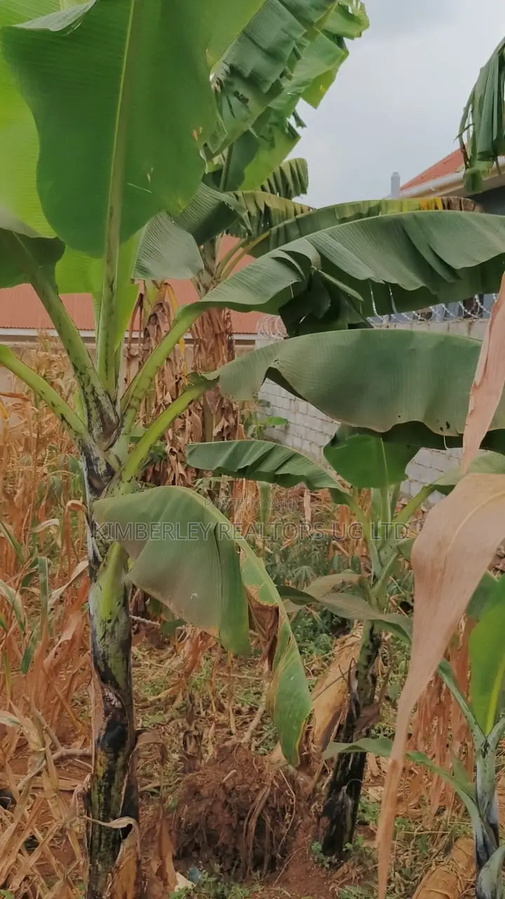 Land for Sale – Namugongo, Nabusugwe Town in Kira