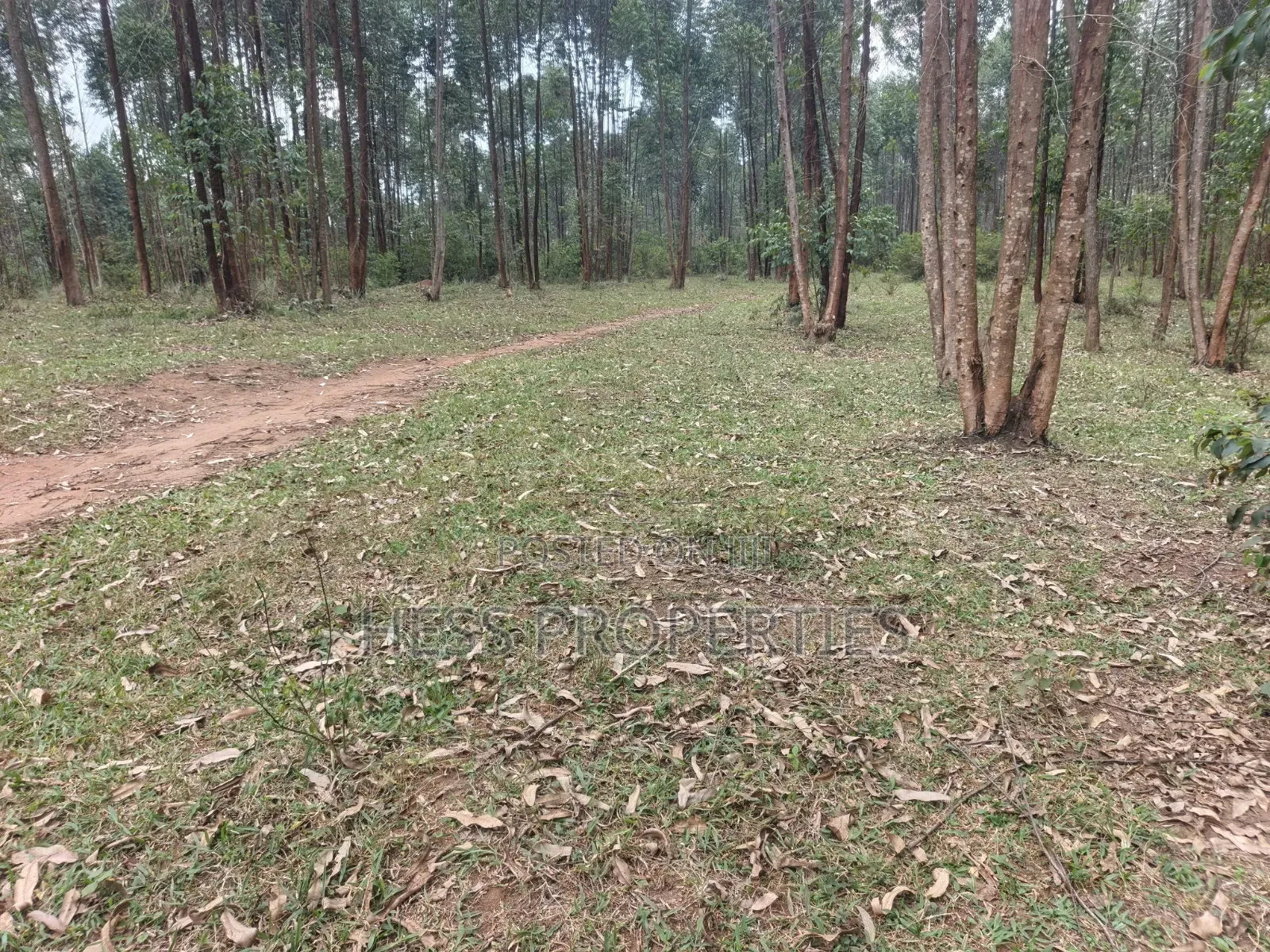 240acres of Land on Sale Located in Kyenjojo- Rweitengye in Kyenjojo