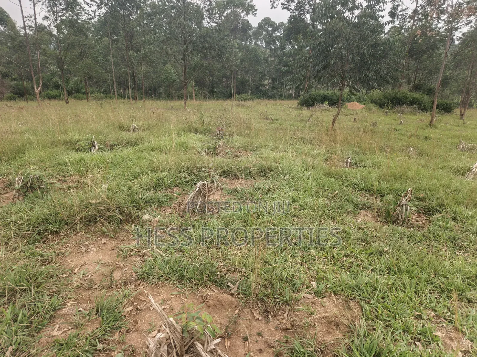 240acres of Land on Sale Located in Kyenjojo- Rweitengye in Kyenjojo