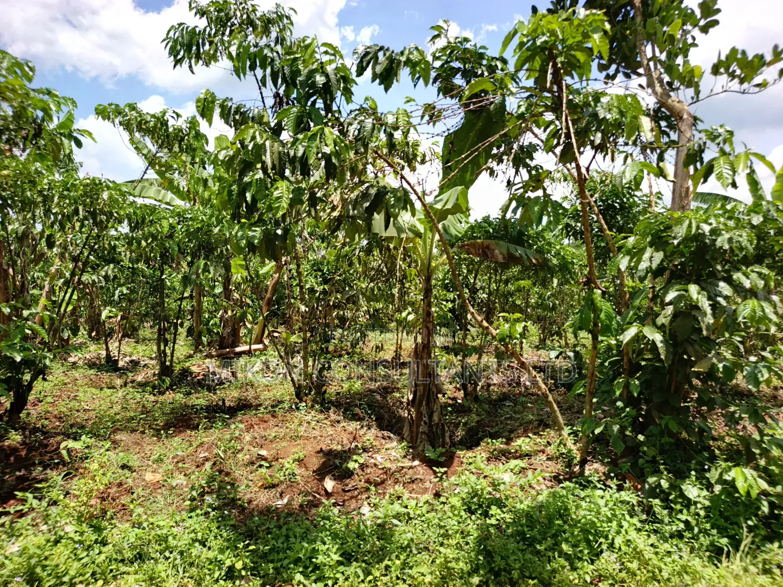An Acre of Land on Sale in Bamunanika Luwero District in Central Division