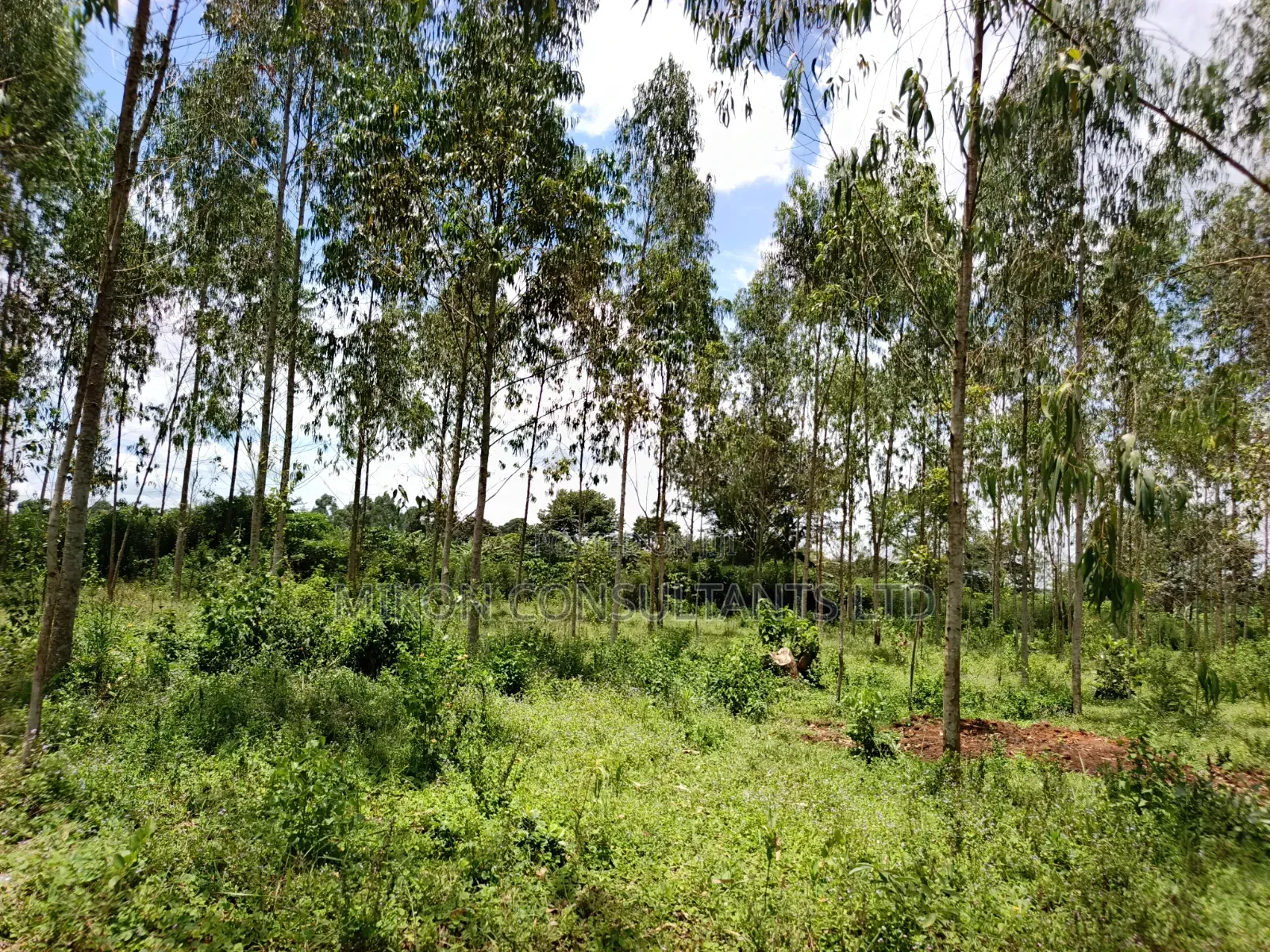 30 Acres in Kimwanyi-Sekamuli Bamunanika on Sale in Central Division