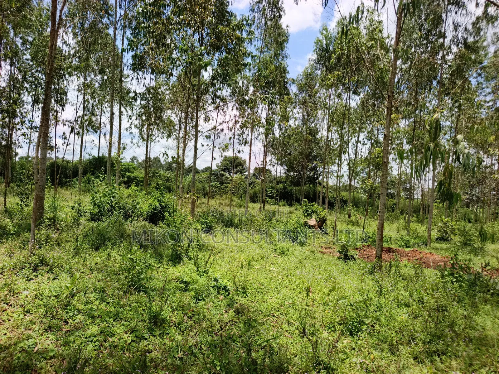 30 Acres in Kimwanyi-Sekamuli Bamunanika on Sale in Central Division