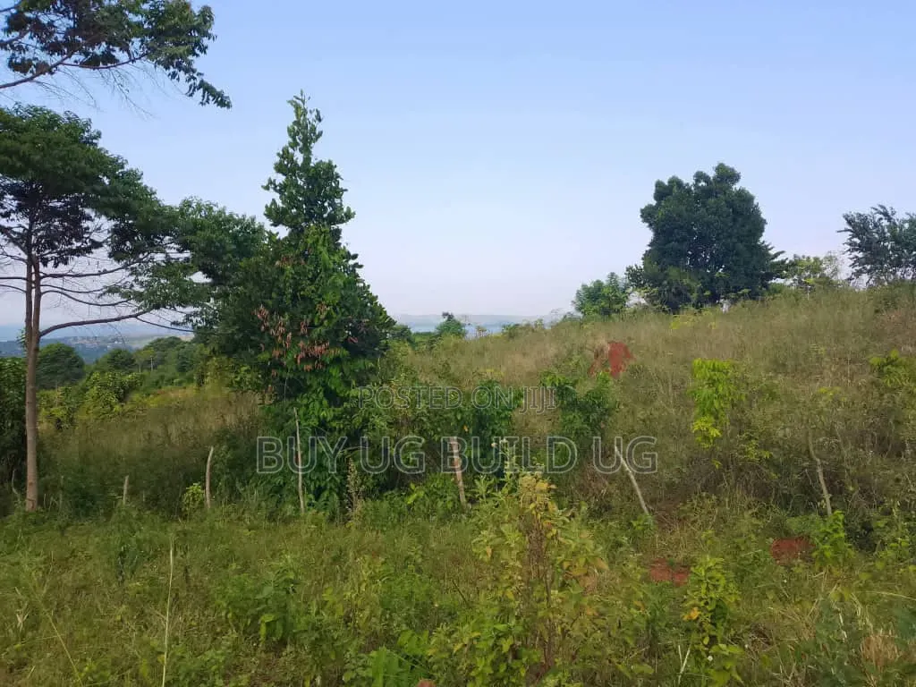 Beautiful 13acres for Sale in Kiyindi_Buikwe at 15million_ugx Per in Mukono TC