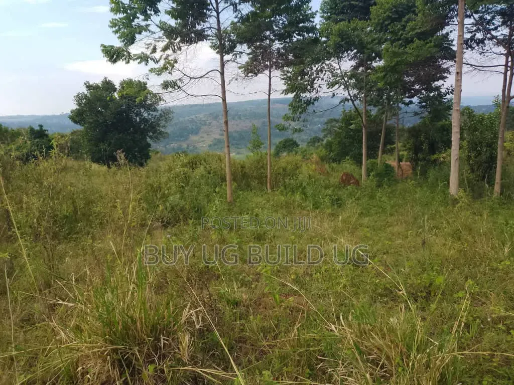 Beautiful 13acres for Sale in Kiyindi_Buikwe at 15million_ugx Per in Mukono TC
