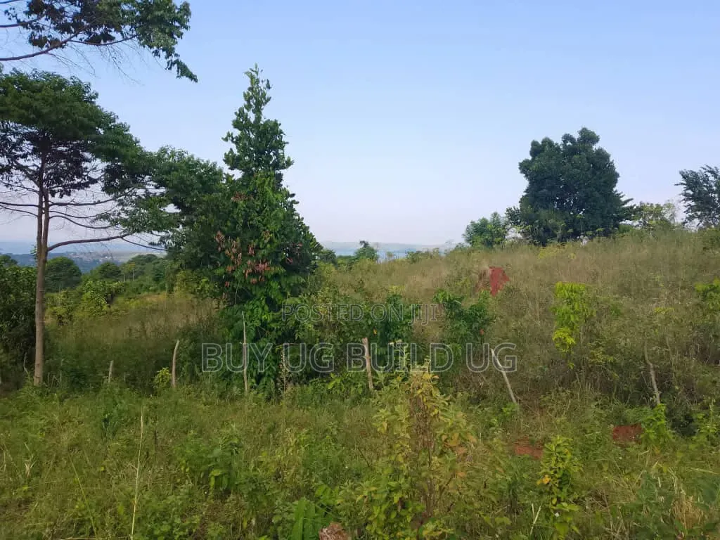 Beautiful 13acres for Sale in Kiyindi_Buikwe at 15million_ugx Per in Mukono TC