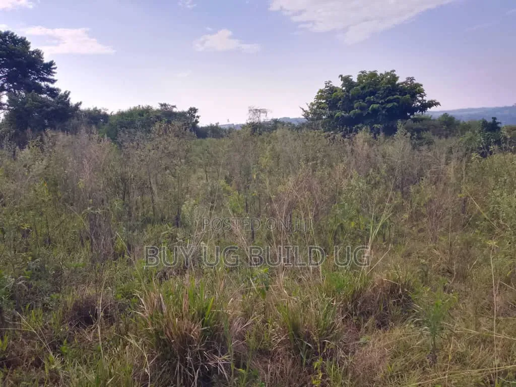 Beautiful 13acres for Sale in Kiyindi_Buikwe at 15million_ugx Per in Mukono TC