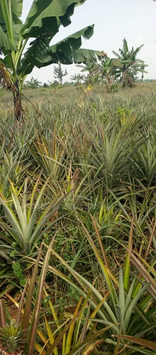 Land for Sale – Luweero in Wobulenzi TC