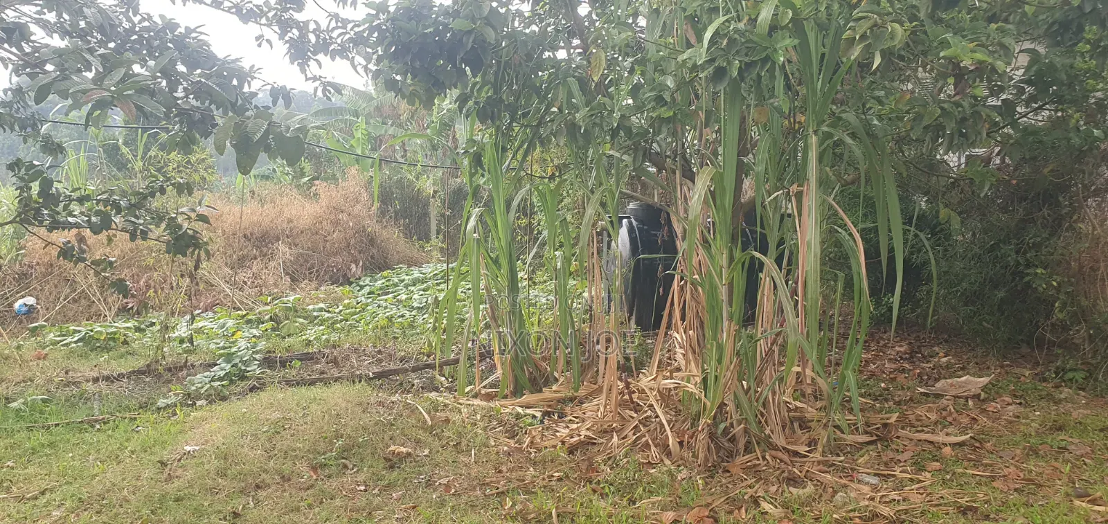 Bamba Kitagobya in Wakiso / Wakiso