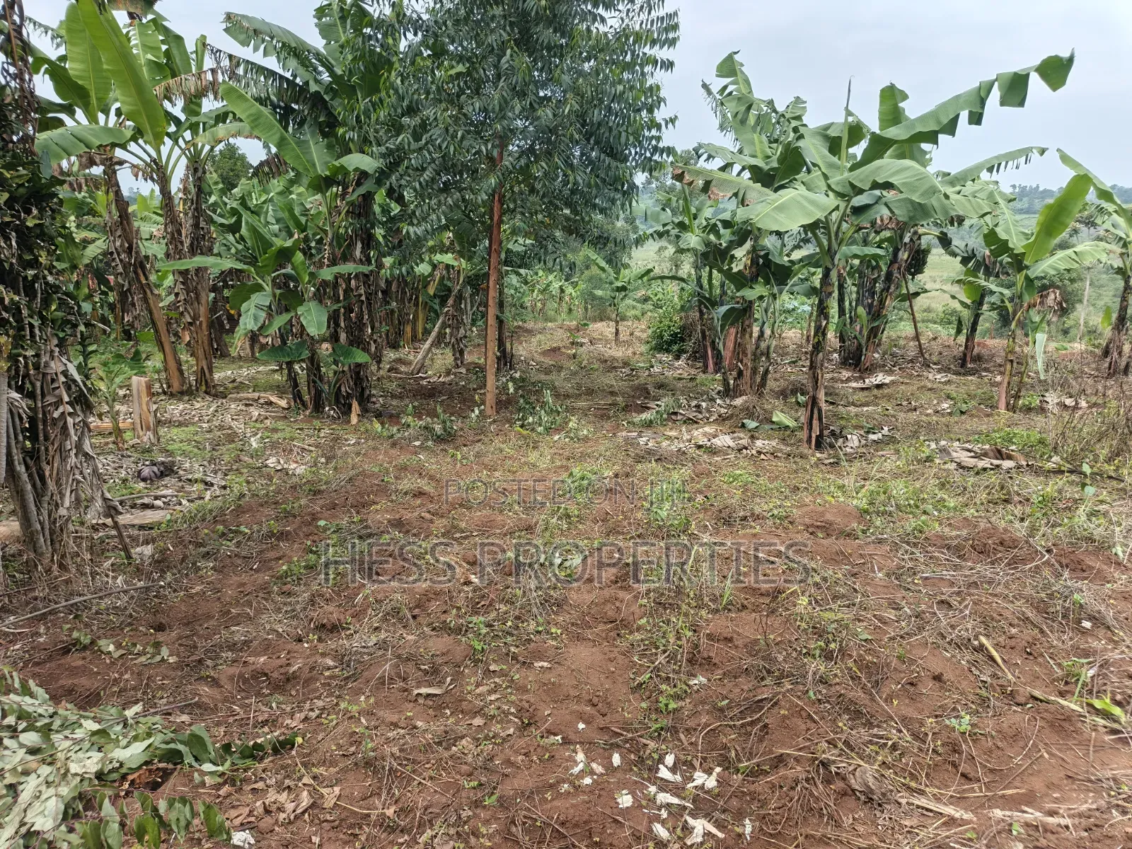 1.8acres of Agricultural Land on Sale in Kyenjojo District in Kyenjojo