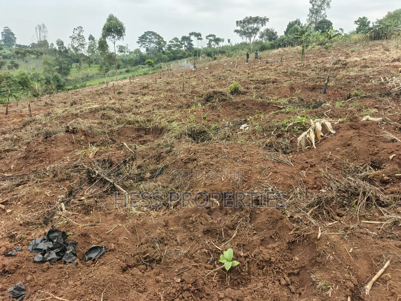 1.8acres of Agricultural Land on Sale in Kyenjojo District in Kyenjojo