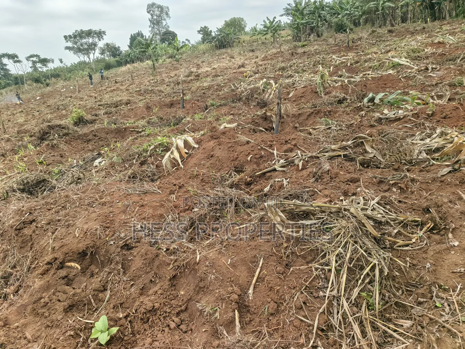 1.8acres of Agricultural Land on Sale in Kyenjojo District in Kyenjojo
