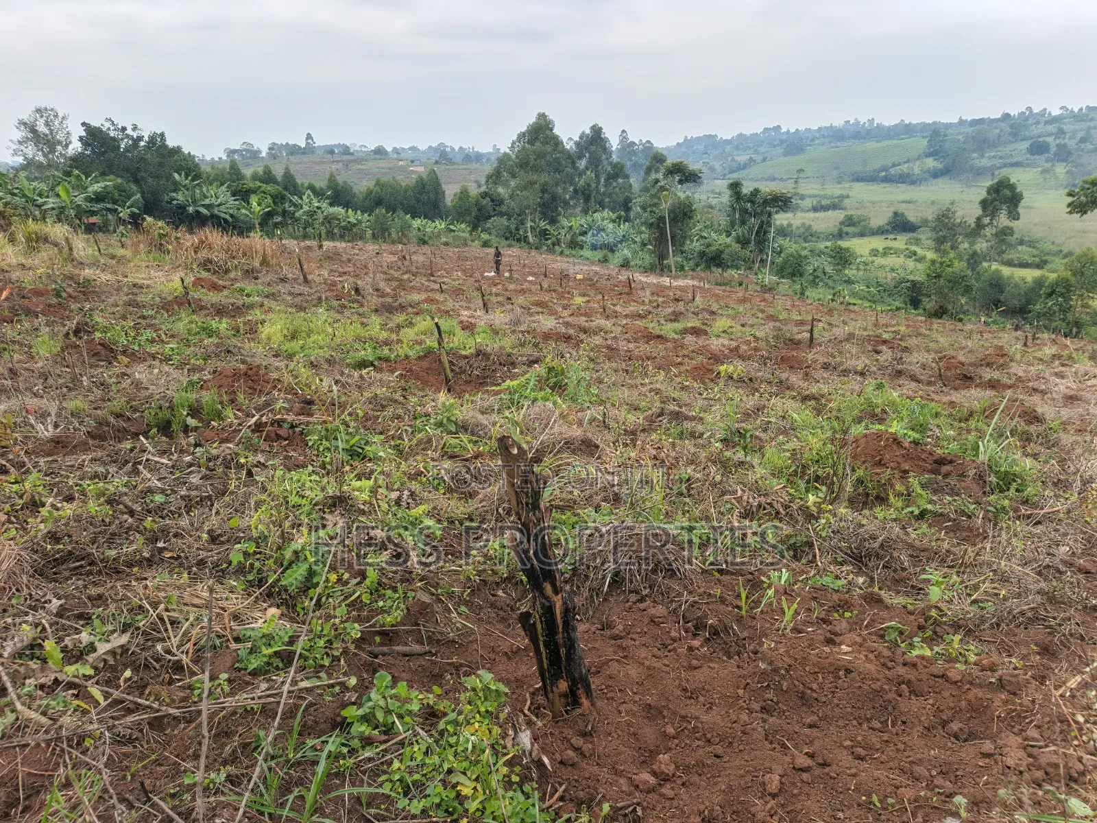 1.8acres of Agricultural Land on Sale in Kyenjojo District in Kyenjojo