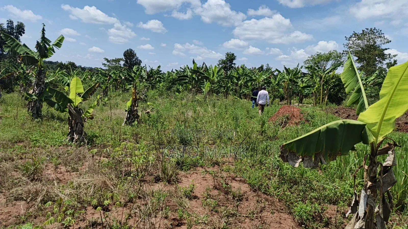 120 Acres for Sale Located at Kayunga Kitwe in Mukono TC