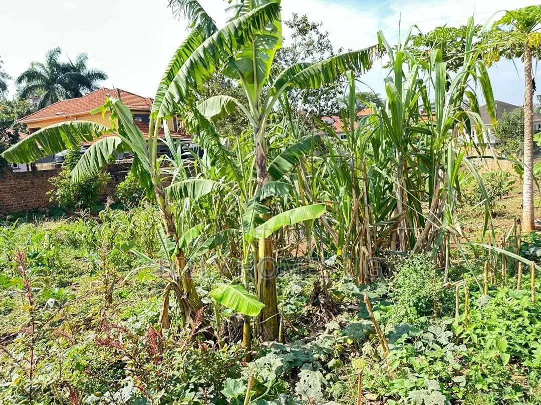 Prime Plot for Sale Located in Kira-Nsasa in Kira