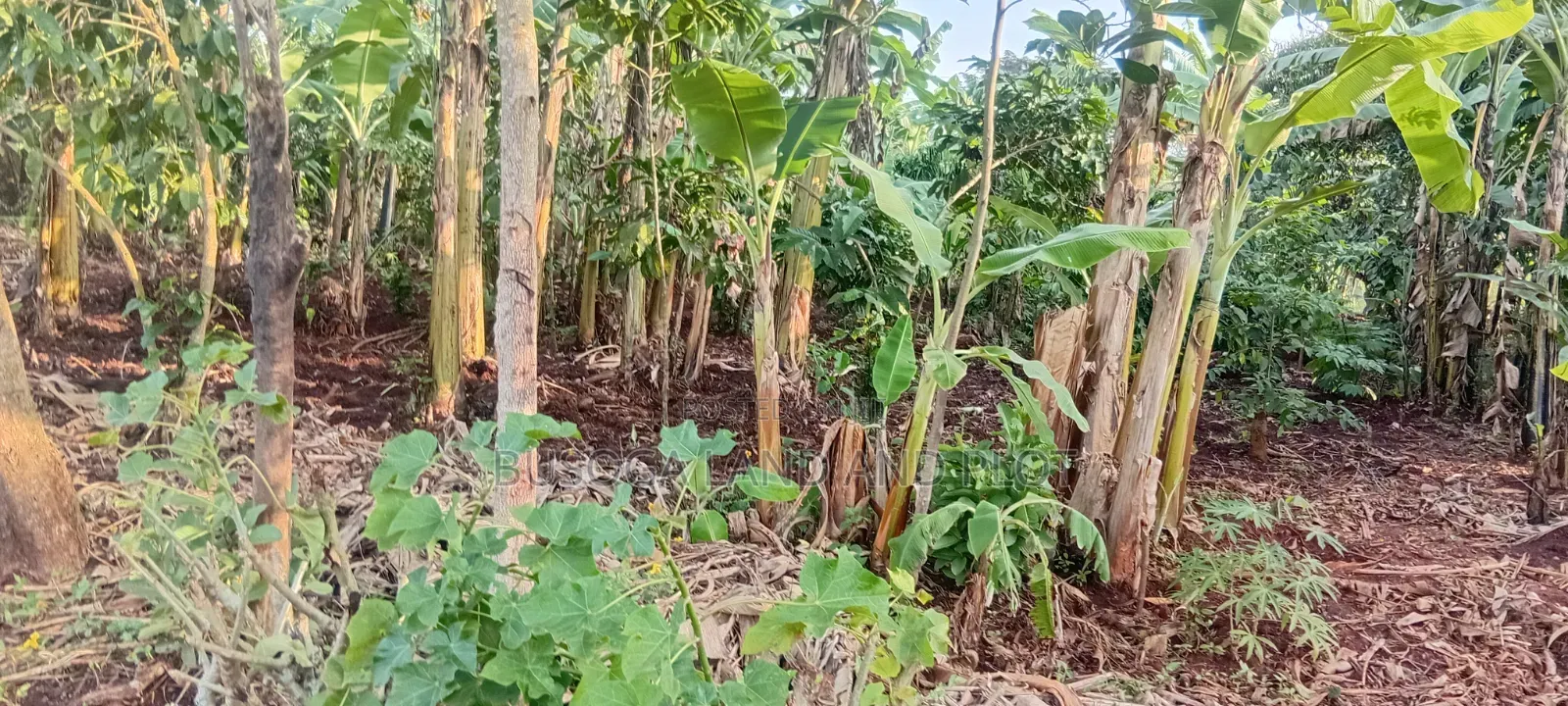 Prime 150×180 Ft, Petrol Station Land in Malindi, Wakisi Division in Kangulumira