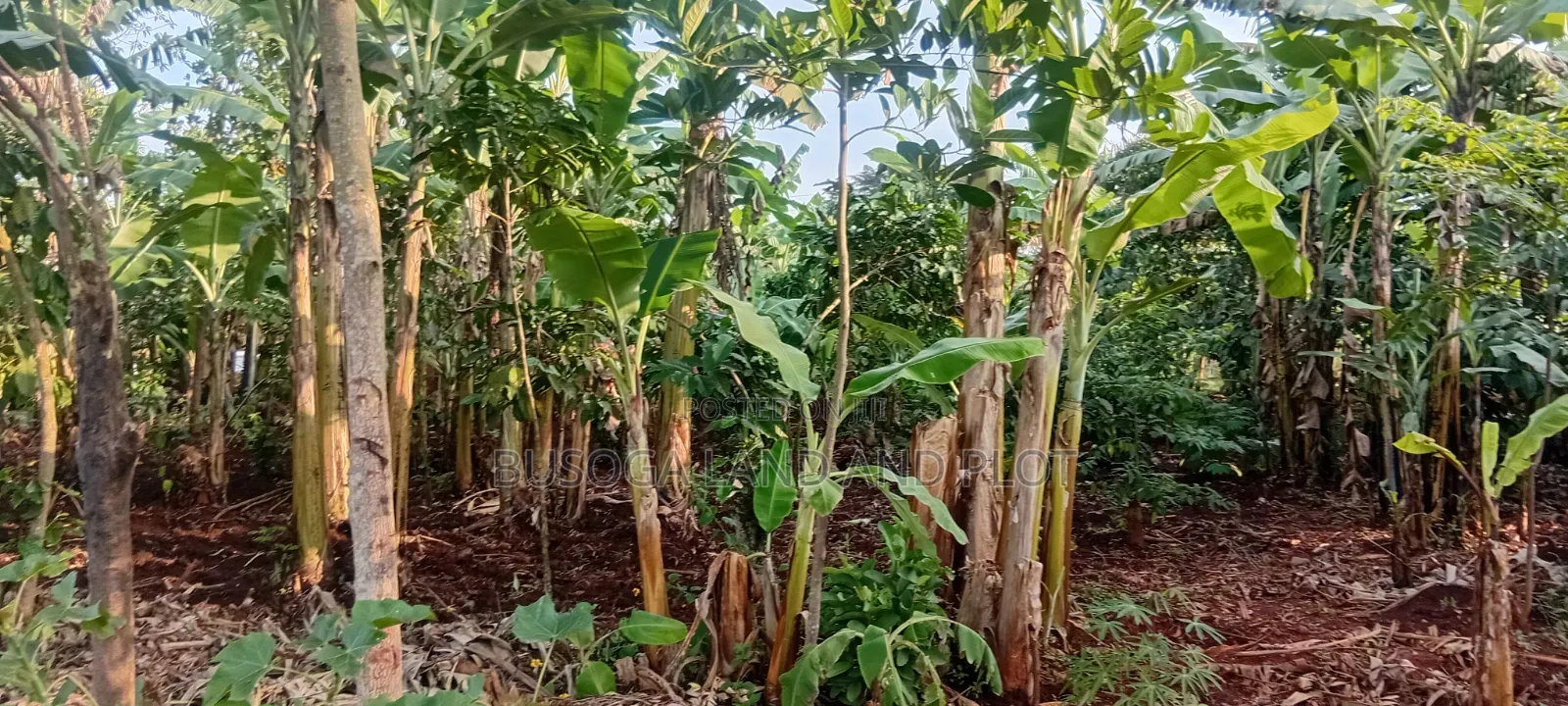 Prime 150×180 Ft, Petrol Station Land in Malindi, Wakisi Division in Kangulumira