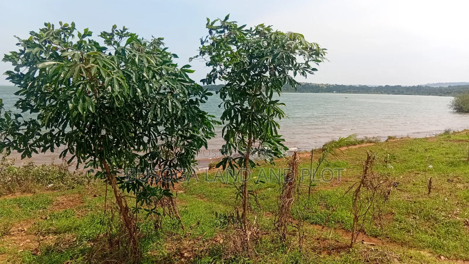1.5 Acres of Prime L. Victoria Frontage, Nyenga Division,Njeru Municip in Ntenjeru / Mukono