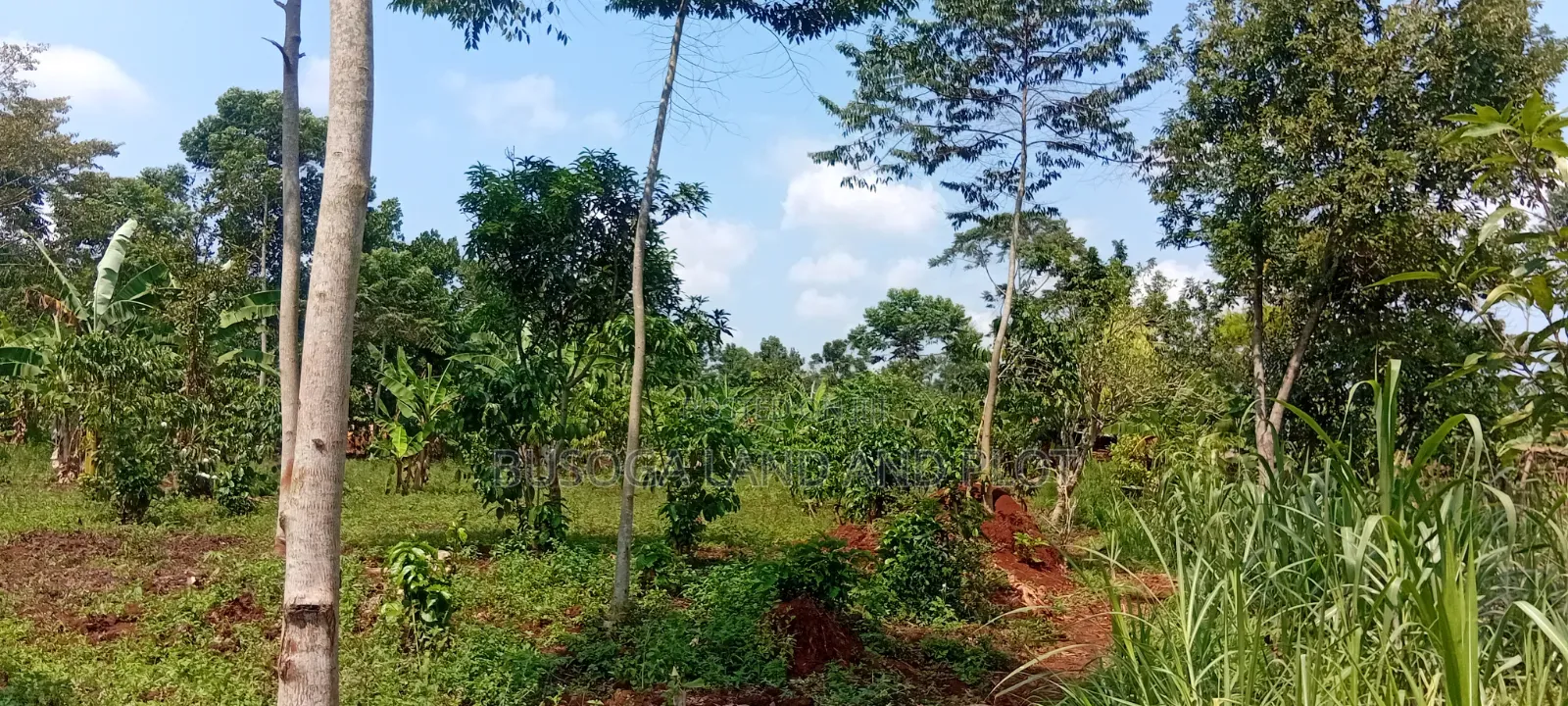 16 Acres for Sale – Just 600 Metres Off the Highway, Kiyunga Kamuli in Kamuli