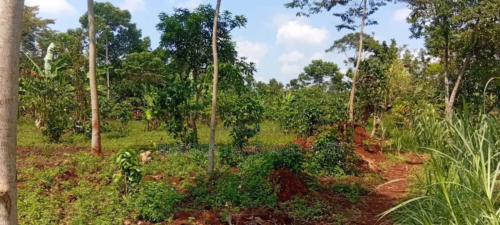 16 Acres for Sale – Just 600 Metres Off the Highway, Kiyunga Kamuli in Kamuli